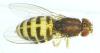 Drosophila hydei